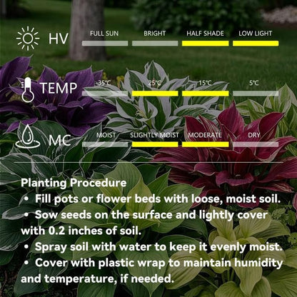 Hosta Seeds Perennial Shade Plant for Garden