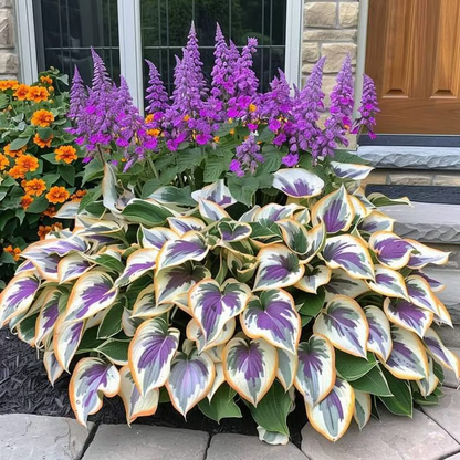 Hosta Seeds Perennial Shade Plant for Garden