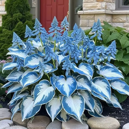 Hosta Seeds Perennial Shade Plant for Garden